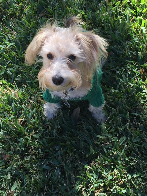 small teddy bear schnoodle